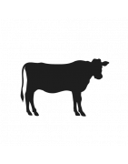 Veau